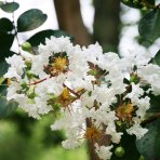 Myrta krepová (Lagerstroemia indica) ‘PETITE SNOW’ - výška 20-30 cm, kont. C2L